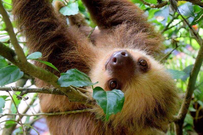 Rainforest Image